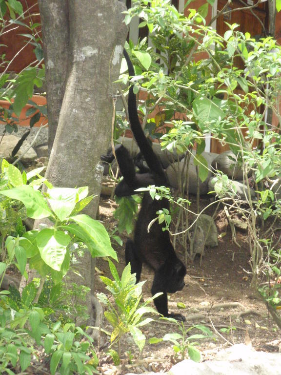 Pachamama Tropical Garden Lodge มัลปัยส์ ภายนอก รูปภาพ